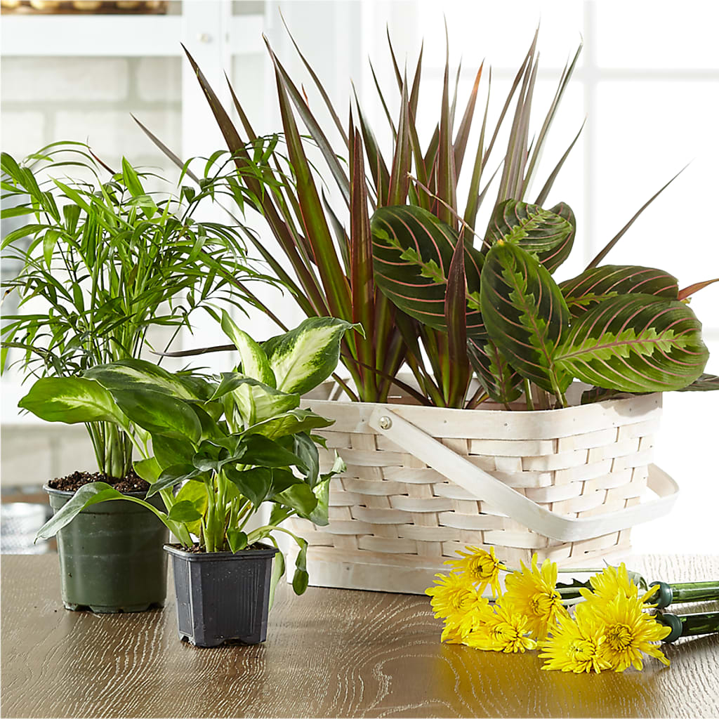 Florist Designed Blooming and Green Plants in a Basket – Forsberg Flowers Of Marquette Llc, Marquette MI