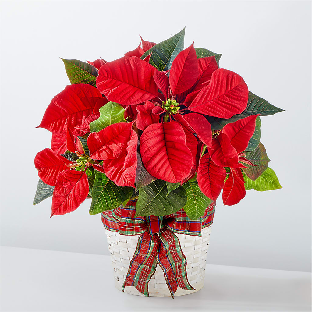 Happiest Holidays Poinsettia – Forsberg Flowers Of Marquette Llc, Marquette MI