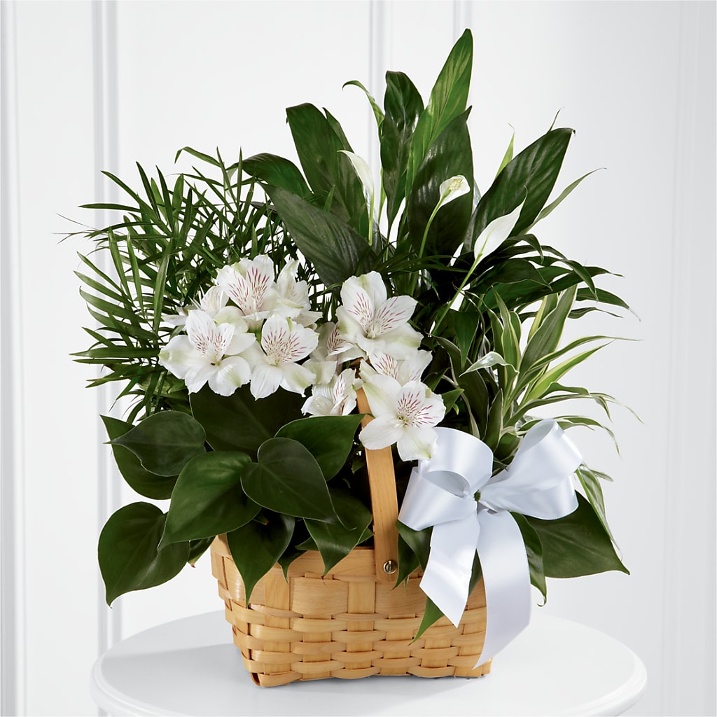 Peace & Serenity Dishgarden – Forsberg Flowers Of Marquette Llc, Marquette MI