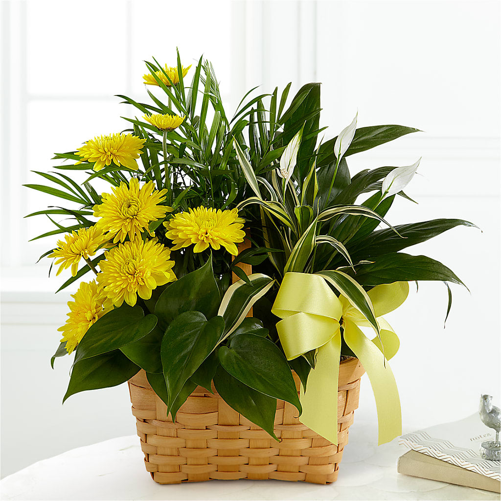 Loving Light Dishgarden – Forsberg Flowers Of Marquette Llc, Marquette MI