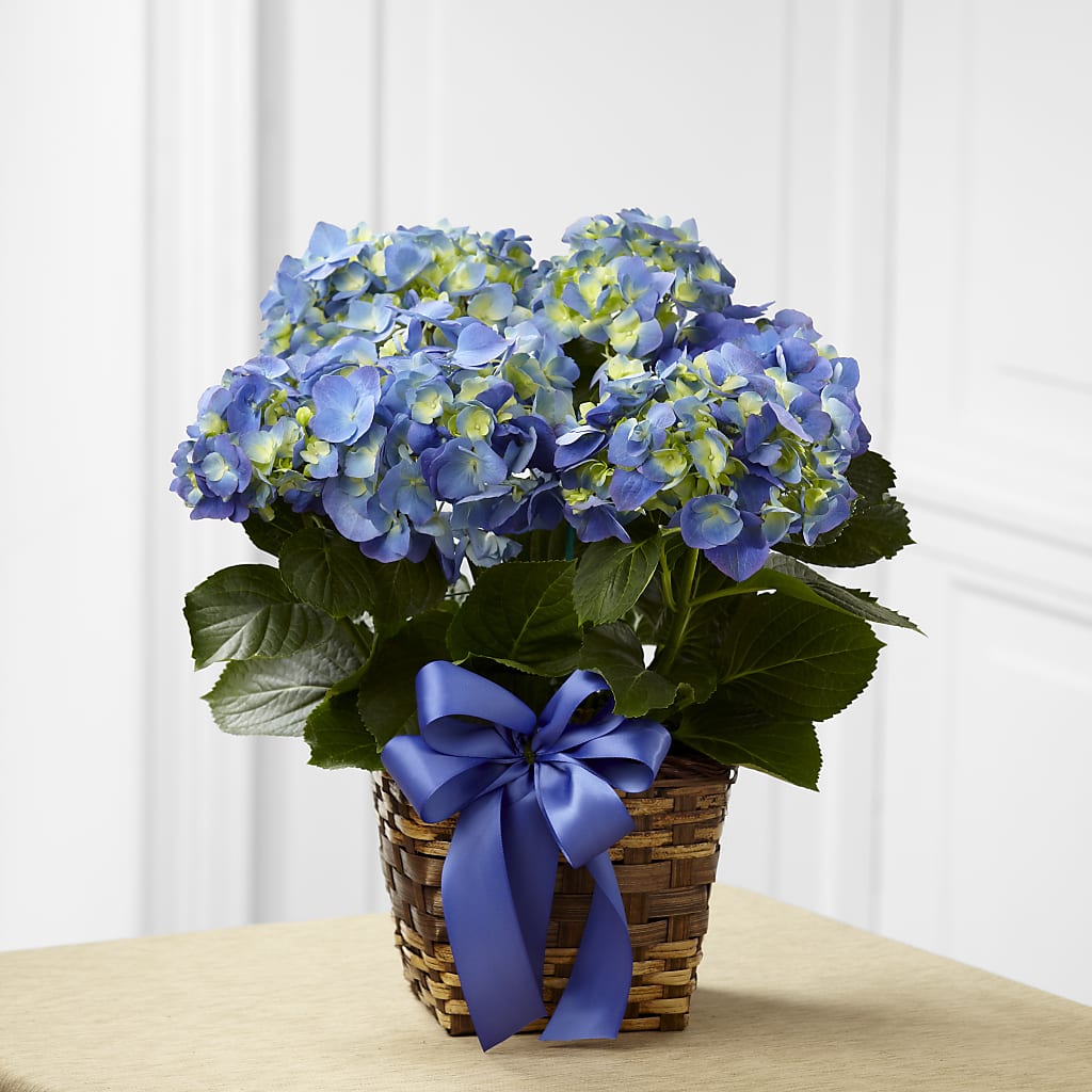 Blue Hydrangea Planter – Forsberg Flowers Of Marquette Llc, Marquette MI