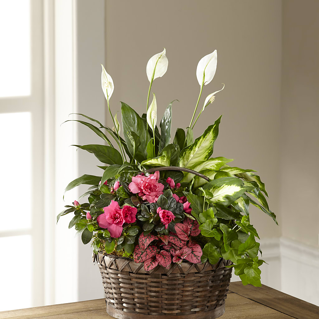 Dream in Pink Dishgarden – Forsberg Flowers Of Marquette Llc, Marquette MI