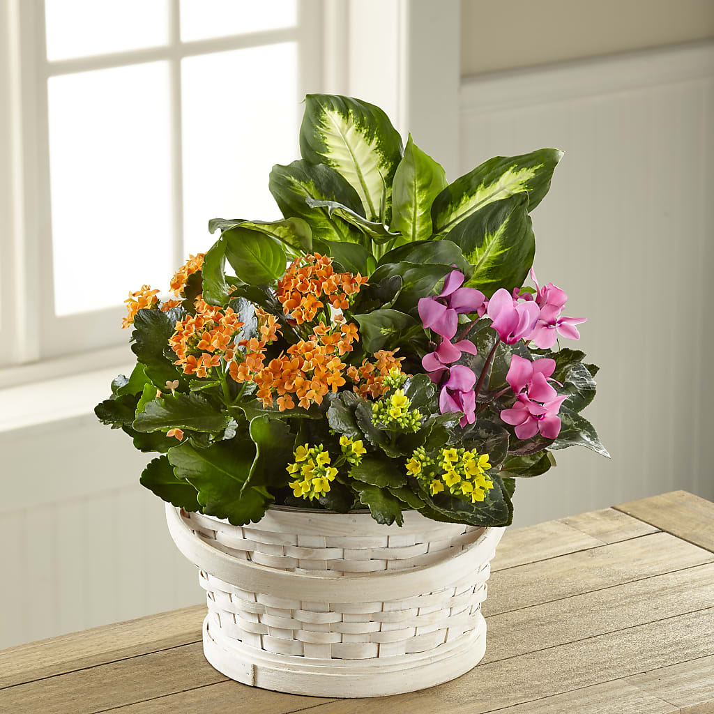 Color Crush Dishgarden – Forsberg Flowers Of Marquette Llc, Marquette MI