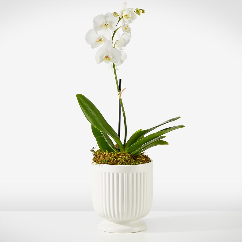 Whispering White Orchid – Forsberg Flowers Of Marquette Llc, Marquette MI
