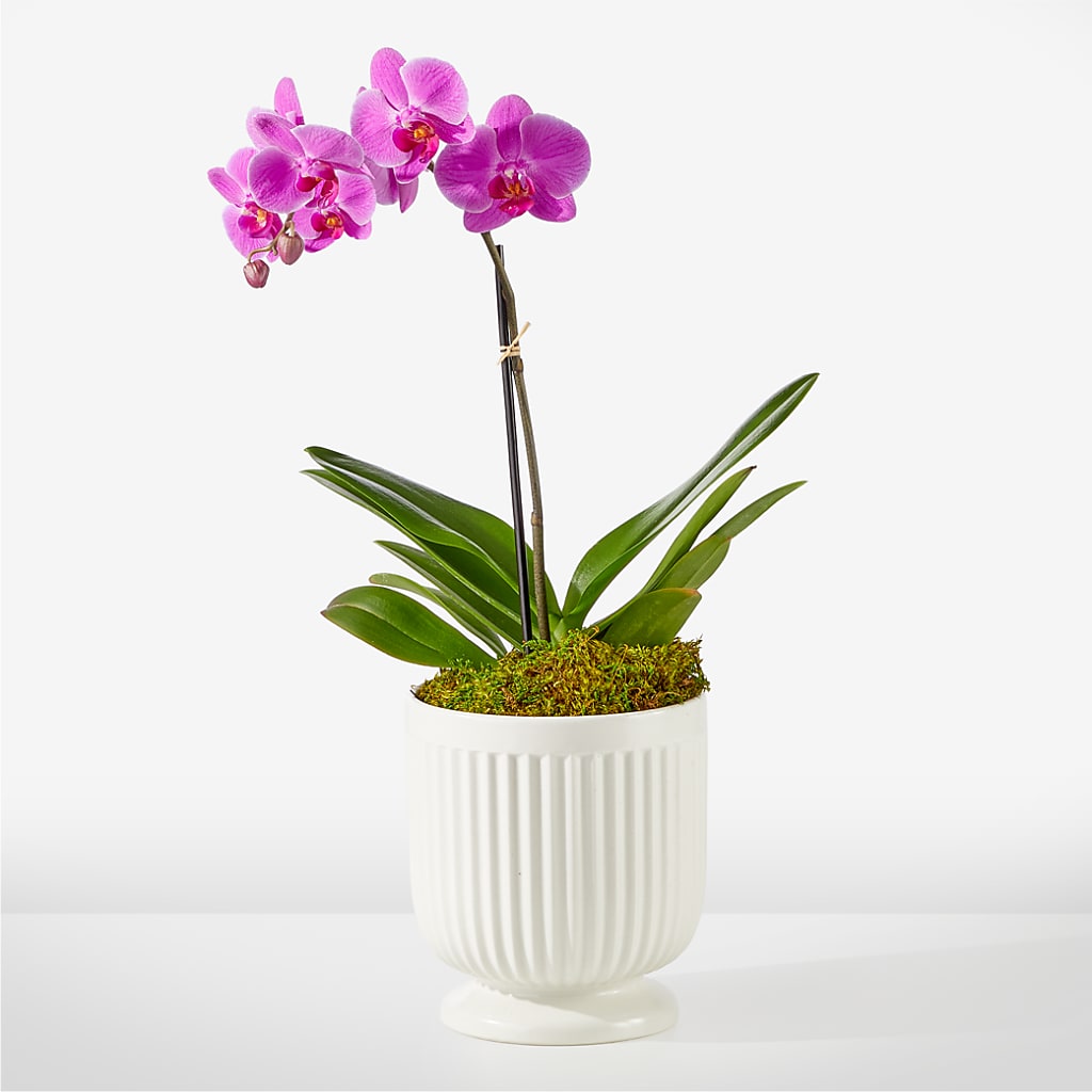 Friendly Fuchsia Orchid – Forsberg Flowers Of Marquette Llc, Marquette MI