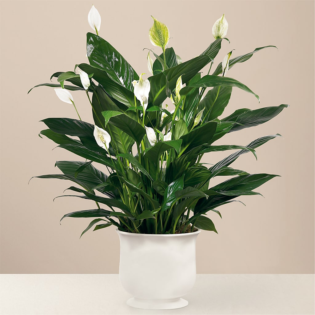 Comfort Planter – Forsberg Flowers Of Marquette Llc, Marquette MI