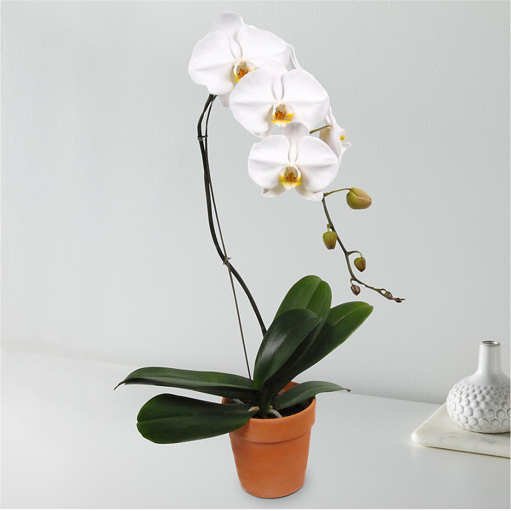 White Cascading Orchid – Forsberg Flowers Of Marquette Llc, Marquette MI