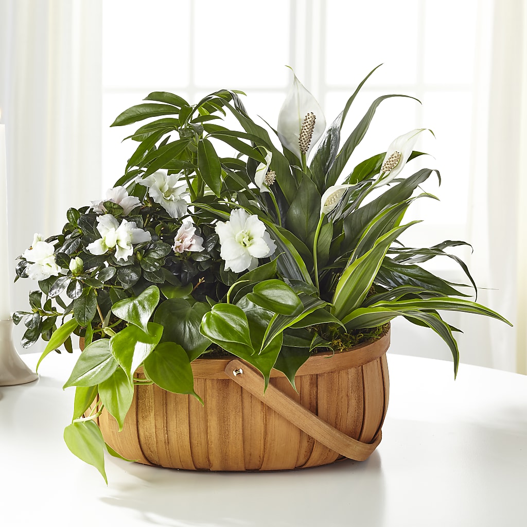 Serene Dishgarden – Forsberg Flowers Of Marquette Llc, Marquette MI