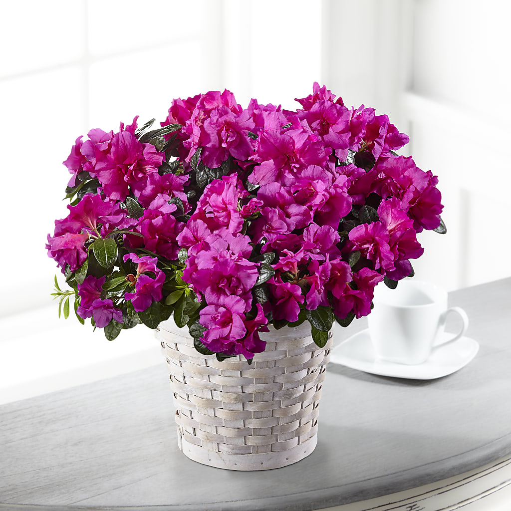Hope & Serenity Azalea Plant – Forsberg Flowers Of Marquette Llc, Marquette MI