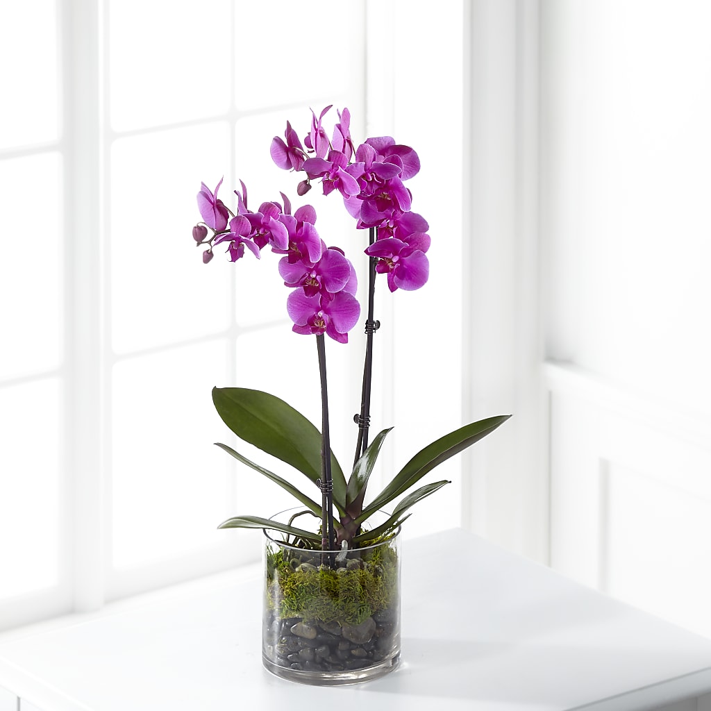 Pink Orchid Plant – Forsberg Flowers Of Marquette Llc, Marquette MI