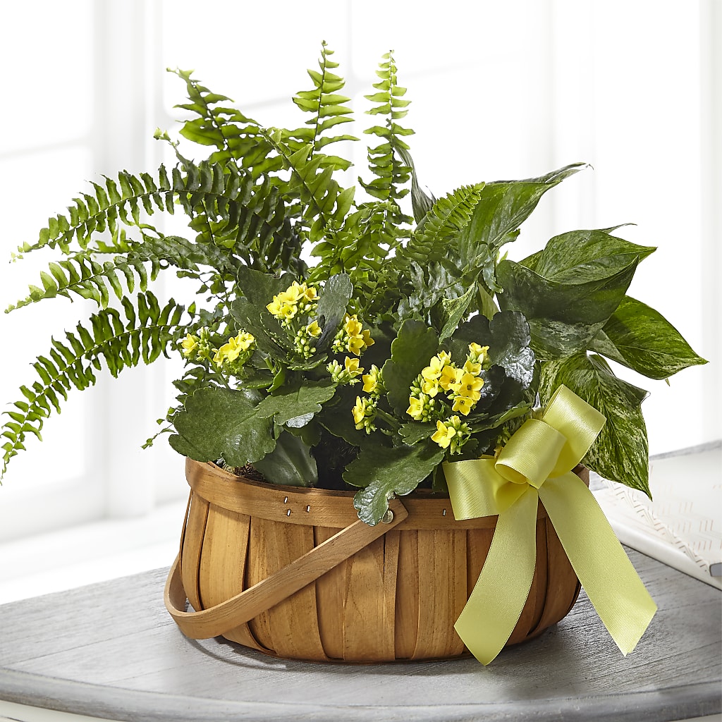 Always Dear Dishgarden – Forsberg Flowers Of Marquette Llc, Marquette MI