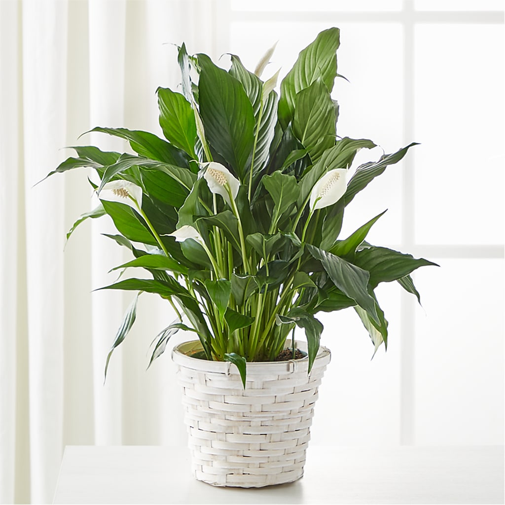 A New Leaf Peace Lily – Forsberg Flowers Of Marquette Llc, Marquette MI