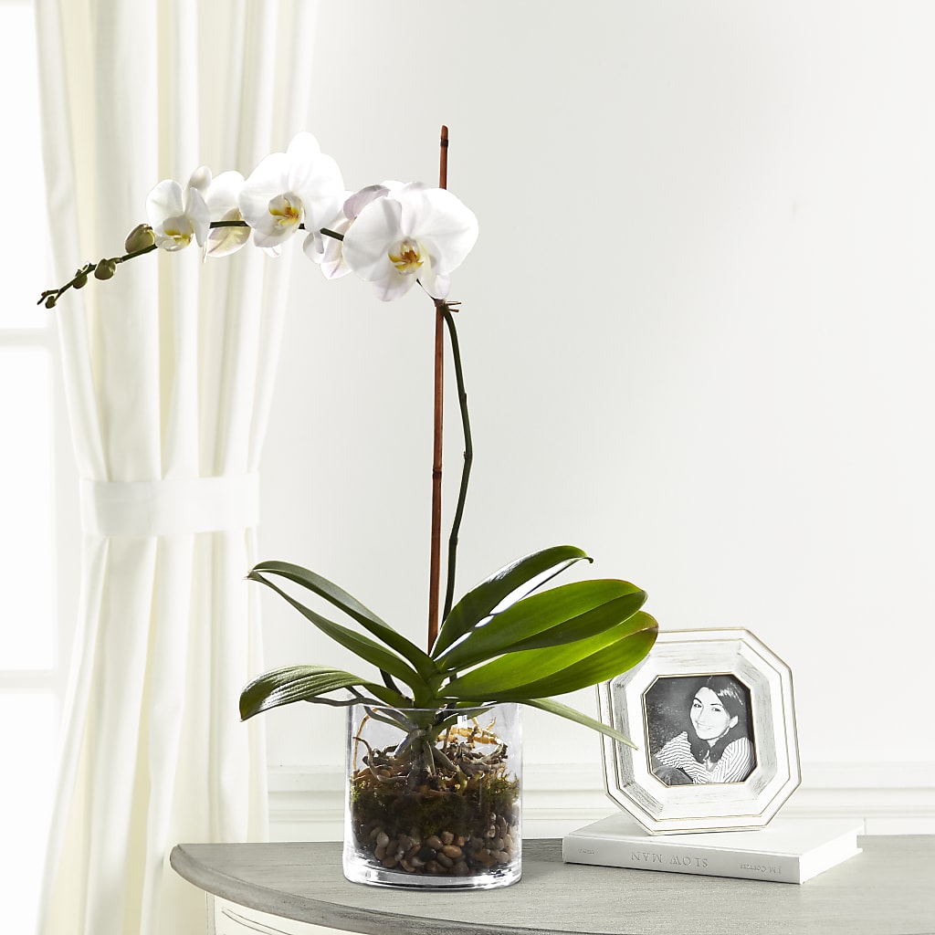 White Orchid Planter – Forsberg Flowers Of Marquette Llc, Marquette MI
