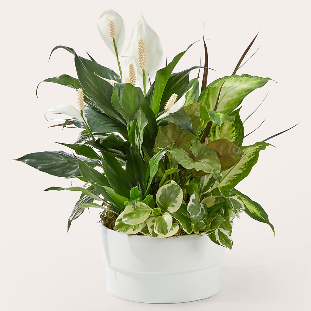 Radiating Positivity Dishgarden – Forsberg Flowers Of Marquette Llc, Marquette MI