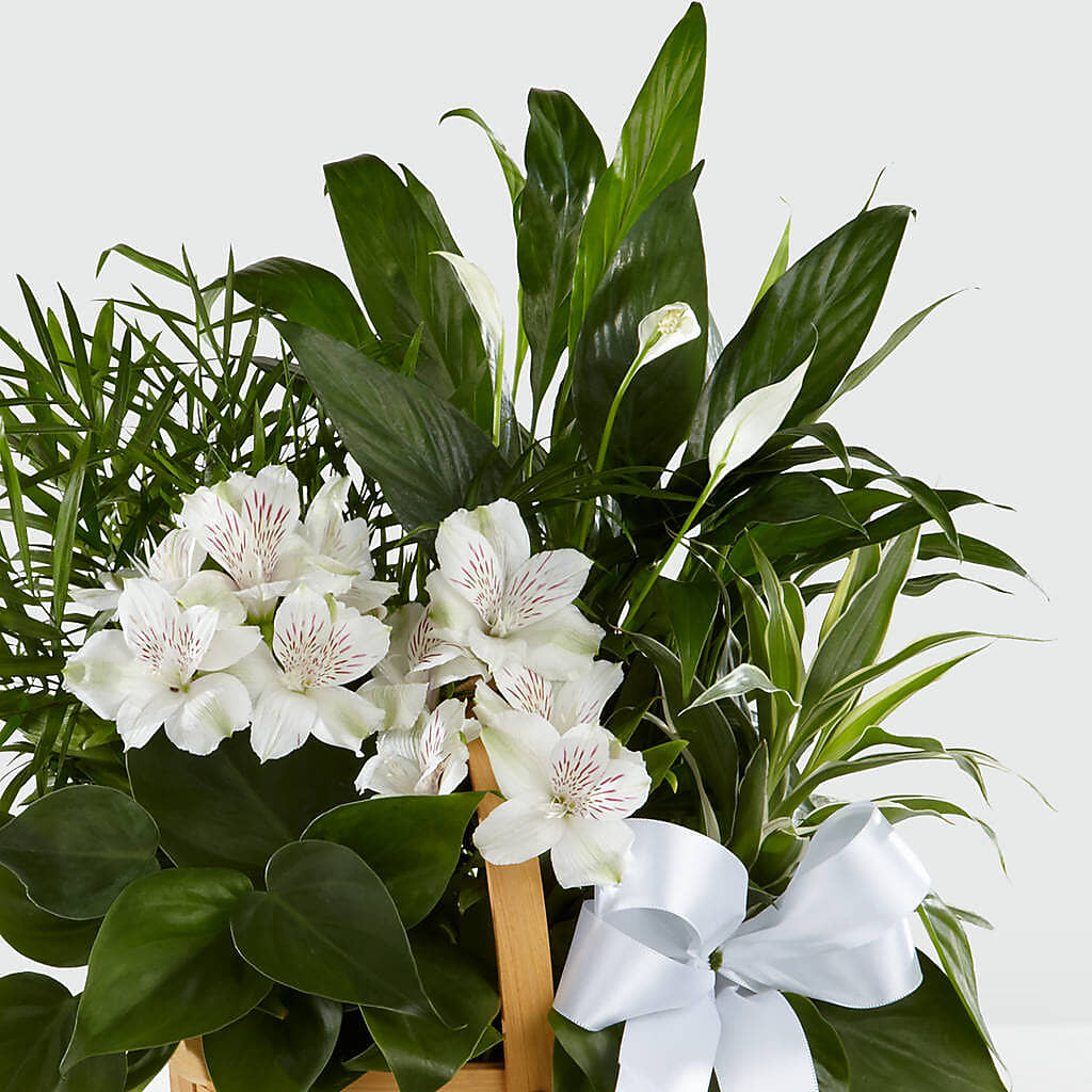 Peace & Serenity Dishgarden –  Forsberg Flowers Of Marquette Llc, Marquette MI