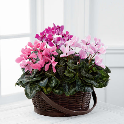 Mixed Cyclamen Planter –  Forsberg Flowers Of Marquette Llc, Marquette MI
