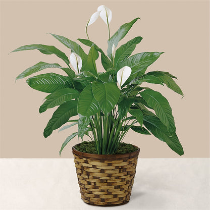 Tranquil Moments Peace Lily Plant –  Forsberg Flowers Of Marquette Llc, Marquette MI
