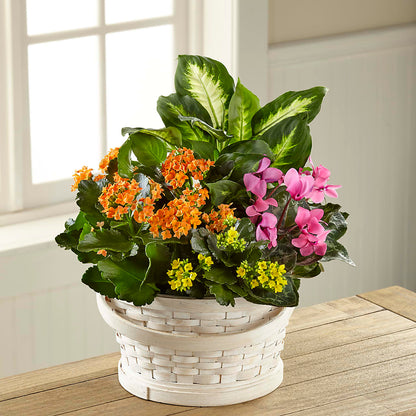 Color Crush Dishgarden –  Forsberg Flowers Of Marquette Llc, Marquette MI