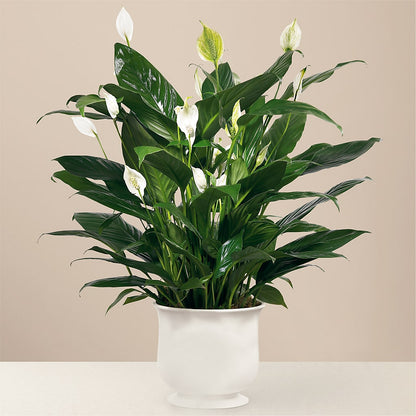 Comfort Planter –  Forsberg Flowers Of Marquette Llc, Marquette MI