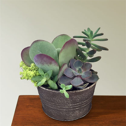 Lush Succulent Garden –  Forsberg Flowers Of Marquette Llc, Marquette MI
