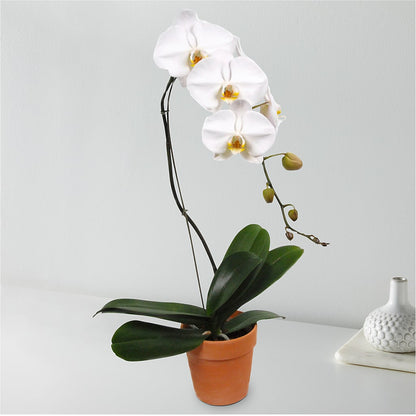 White Cascading Orchid –  Forsberg Flowers Of Marquette Llc, Marquette MI