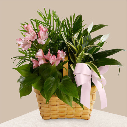 Living Spirit Dishgarden –  Forsberg Flowers Of Marquette Llc, Marquette MI