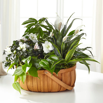 Serene Dishgarden –  Forsberg Flowers Of Marquette Llc, Marquette MI