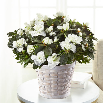 White Azalea Plant –  Forsberg Flowers Of Marquette Llc, Marquette MI