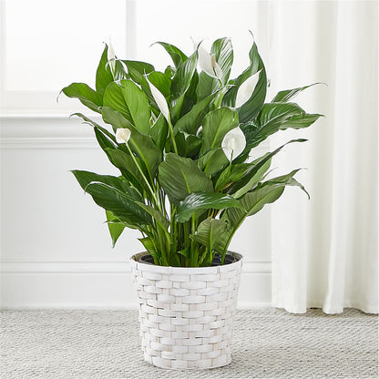 A New Leaf Peace Lily –  Forsberg Flowers Of Marquette Llc, Marquette MI