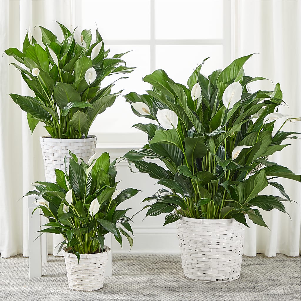A New Leaf Peace Lily –  Forsberg Flowers Of Marquette Llc, Marquette MI