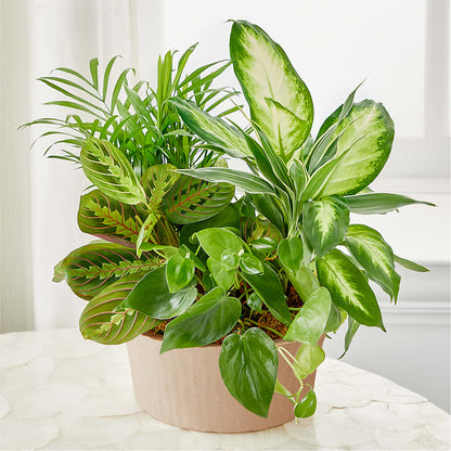 Balance & Harmony Dishgarden –  Forsberg Flowers Of Marquette Llc, Marquette MI