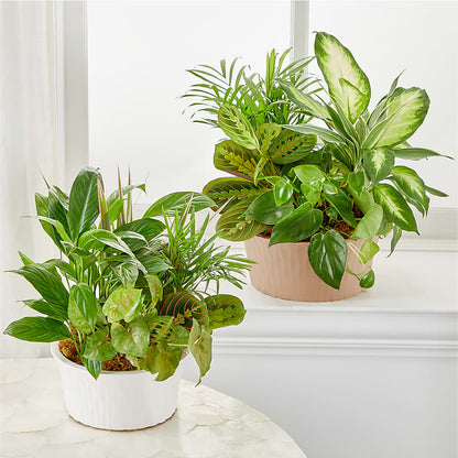 Balance & Harmony Dishgarden –  Forsberg Flowers Of Marquette Llc, Marquette MI