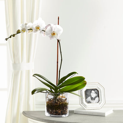 White Orchid Planter –  Forsberg Flowers Of Marquette Llc, Marquette MI