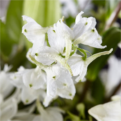 Classic Ivory – A Florist Original –  Forsberg Flowers Of Marquette Llc, Marquette MI