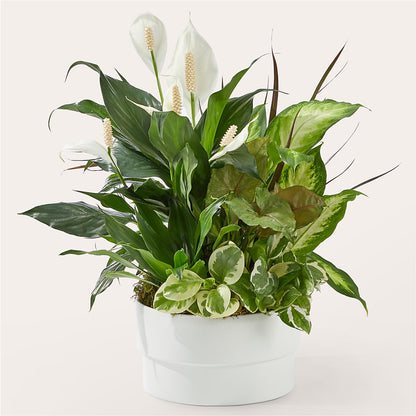 Radiating Positivity Dishgarden –  Forsberg Flowers Of Marquette Llc, Marquette MI